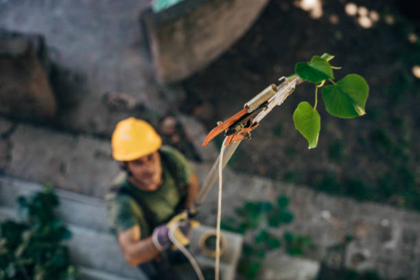 Best Emergency Tree Removal  in Two Rivers, WI